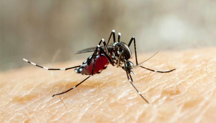 ডেঙ্গুতে একদিনে ৯ জনের মৃত্যু, হাসপাতালে ১০৪২