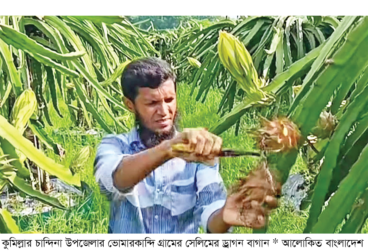 চান্দিনায় ড্রাগন চাষে ফিরছে আর্থিক সচ্ছলতা চান্দিনায় ড্রাগন চাষে ফিরছে আর্থিক সচ্ছলতা