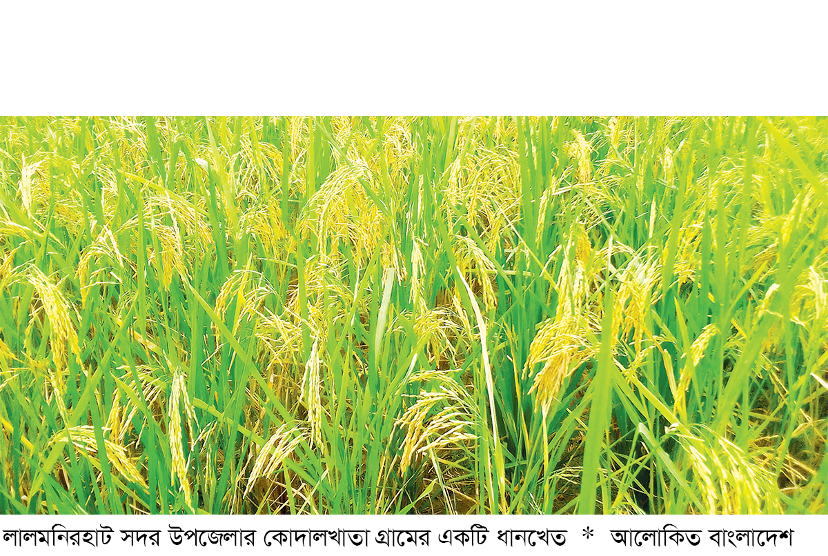 লালমনিরহাটে মাঠজুড়ে শোভা পাচ্ছে সোনালি ধানের শীষ লালমনিরহাটে মাঠজুড়ে শোভা পাচ্ছে সোনালি ধানের শীষ