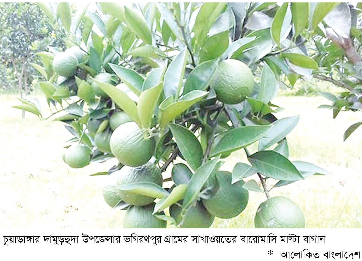 চুয়াডাঙ্গায় বারোমাসি মাল্টা চাষে সাফল্য চুয়াডাঙ্গায় বারোমাসি মাল্টা চাষে সাফল্য