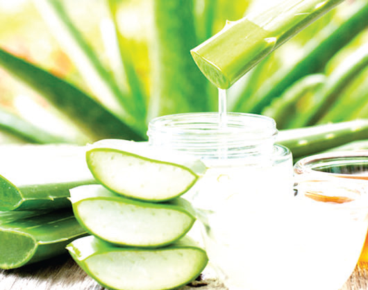 ওজন কমাবে অ্যালোভেরা ওজন কমাবে অ্যালোভেরা