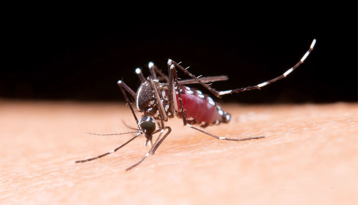 ডেঙ্গুতে আরও ৩ জনের মৃত্যু, ৭৮২ জন হাসপাতালে ডেঙ্গুতে আরও ৩ জনের মৃত্যু, ৭৮২ জন হাসপাতালে