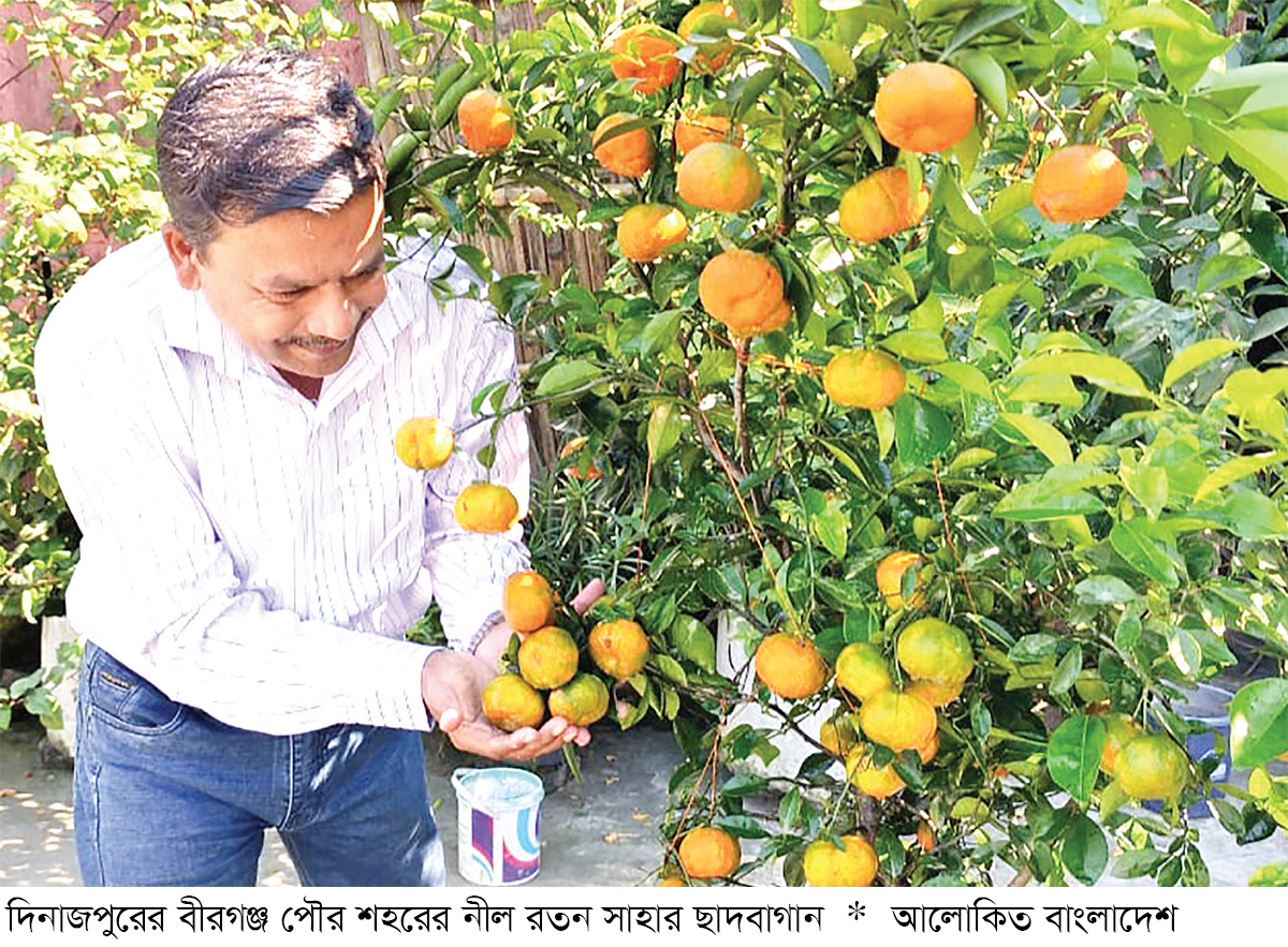 বীরগঞ্জে ছাদবাগানে কমলা চাষে সাফল্য বীরগঞ্জে ছাদবাগানে কমলা চাষে সাফল্য
