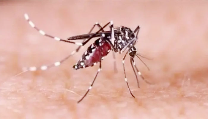 ডেঙ্গুতে আরও ৩ মৃত্যু, হাসপাতালে ভর্তি ৭০০ ডেঙ্গুতে আরও ৩ মৃত্যু, হাসপাতালে ভর্তি ৭০০