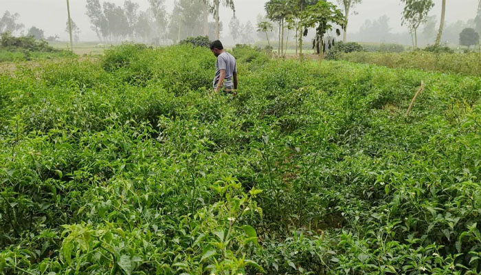 সিরাজগঞ্জে হাইব্রিড কাঁচামরিচ চাষে বাম্পার ফলন, কৃষকের মুখে হাসি সিরাজগঞ্জে হাইব্রিড কাঁচামরিচ চাষে বাম্পার ফলন, কৃষকের মুখে হাসি
