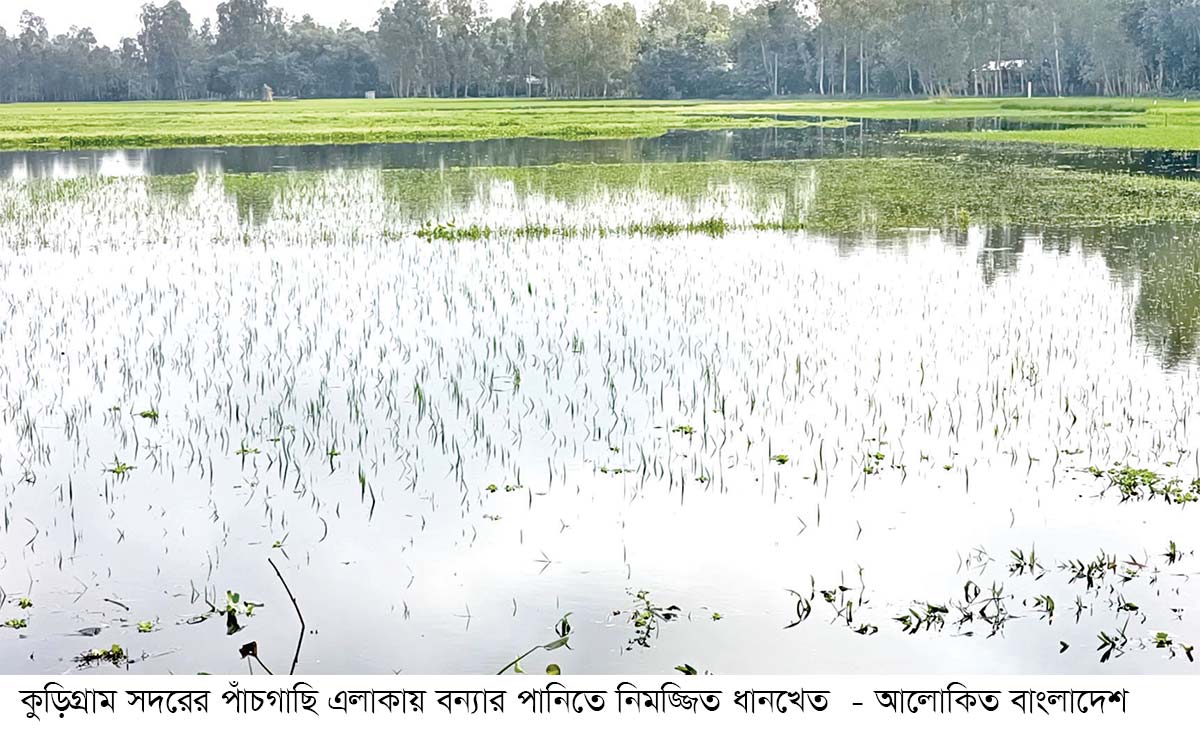 কুড়িগ্রামে ১৮০০ হেক্টর জমির ফসল নিমজ্জিত কুড়িগ্রামে ১৮০০ হেক্টর জমির ফসল নিমজ্জিত