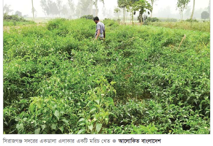 হাইব্রিড কাঁচামরিচের আবাদ বেড়েছে সিরাজগঞ্জে হাইব্রিড কাঁচামরিচের আবাদ বেড়েছে সিরাজগঞ্জে