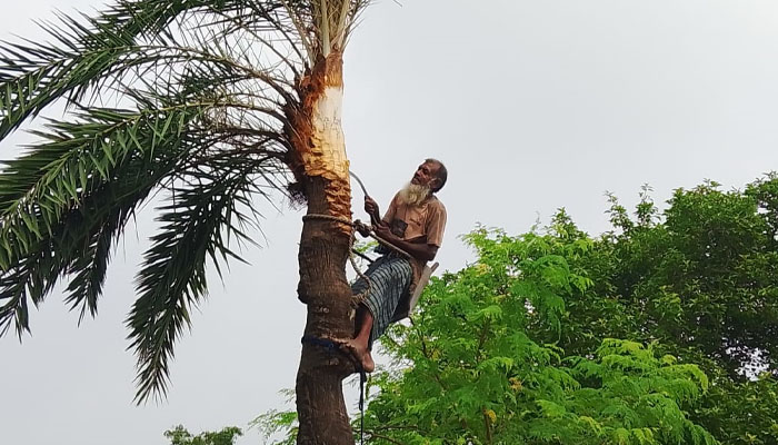 চুয়াডাঙ্গায় আগাম খেজুর গাছ পরিচর্যায় ব্যস্ত গাছিরা চুয়াডাঙ্গায় আগাম খেজুর গাছ পরিচর্যায় ব্যস্ত গাছিরা