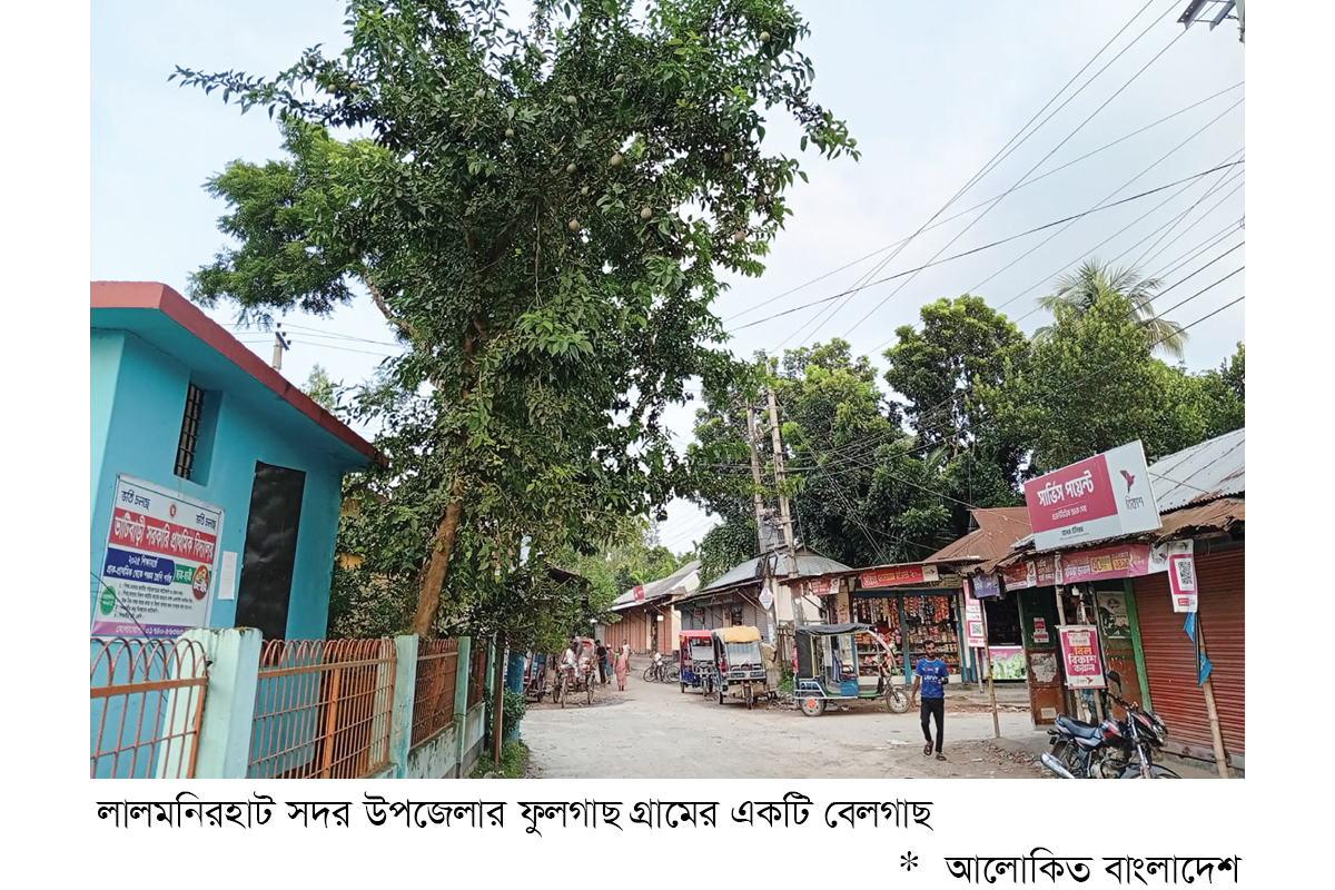 লালমনিরহাট থেকে হারিয়ে যাচ্ছে বেলগাছ লালমনিরহাট থেকে হারিয়ে যাচ্ছে বেলগাছ