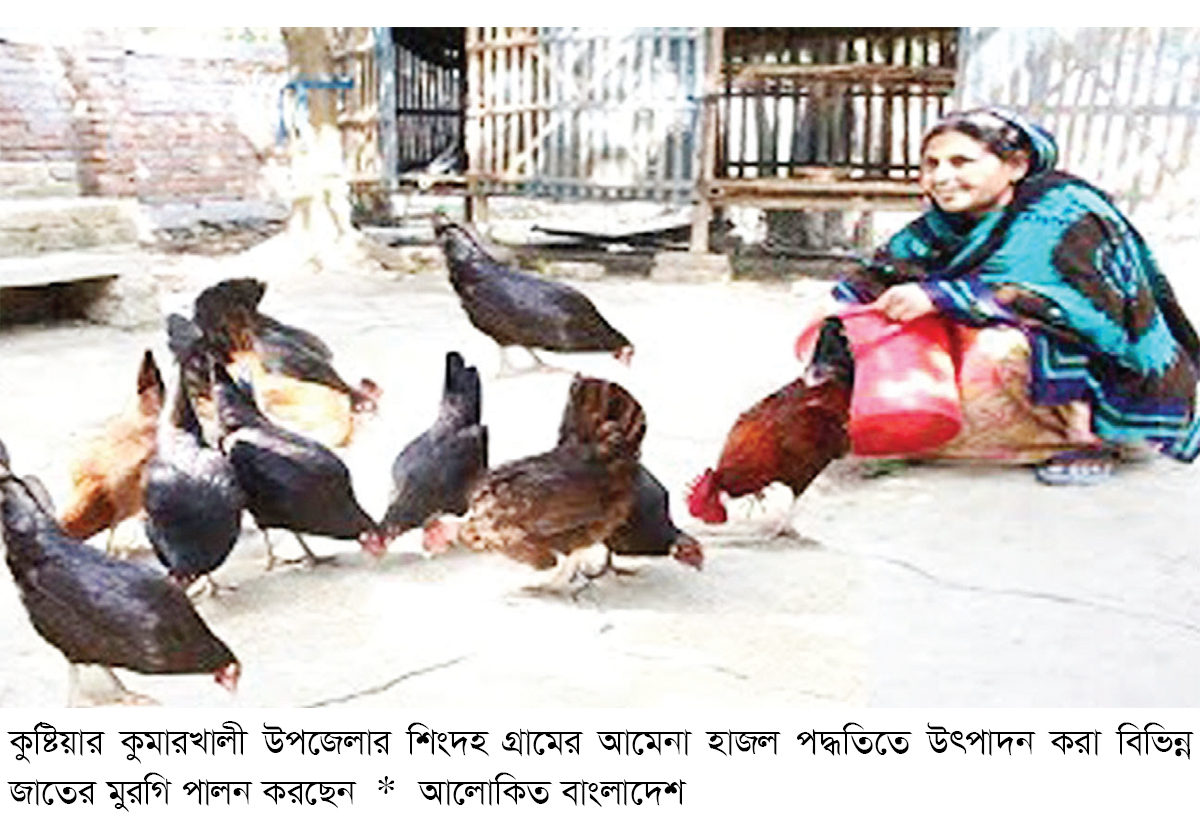 কুমারখালীতে মুরগি পালনে স্বাবলম্বী তিন হাজার নারী কুমারখালীতে মুরগি পালনে স্বাবলম্বী তিন হাজার নারী