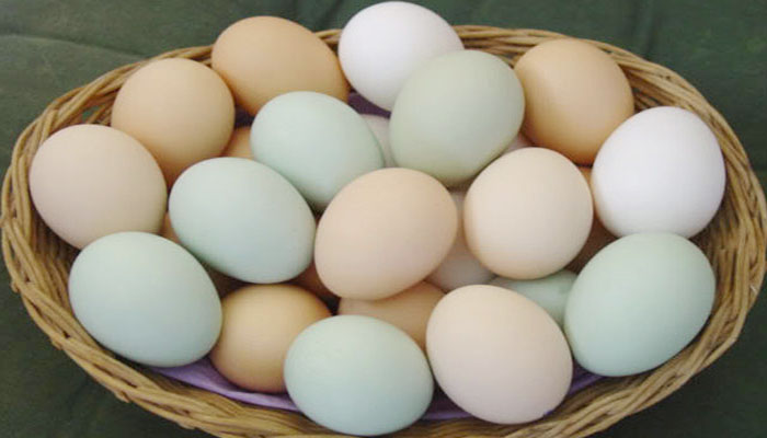 বিশ্ব ডিম দিবস আজ, দেশে নানা কর্মসূচি পালন বিশ্ব ডিম দিবস আজ, দেশে নানা কর্মসূচি পালন