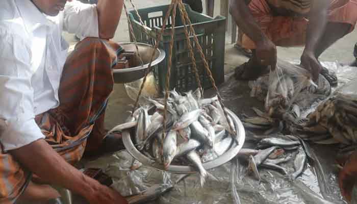 কিশোরগঞ্জের হাওরে দেশি মাছের উৎপাদন অর্ধেকেরও নীচে কিশোরগঞ্জের হাওরে দেশি মাছের উৎপাদন অর্ধেকেরও নীচে