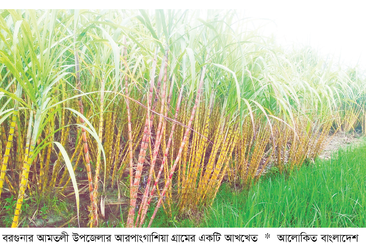 আমতলীতে আখ চাষ করে দ্বিগুণ লাভে কৃষক আমতলীতে আখ চাষ করে দ্বিগুণ লাভে কৃষক
