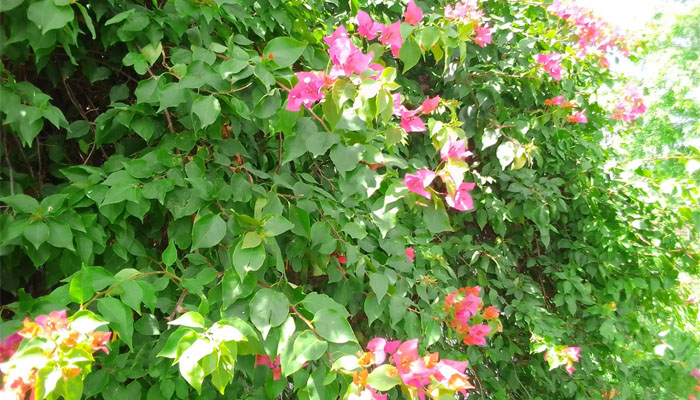 লালমনিরহাটে অধিকাংশ বাড়িতে দৃষ্টিনন্দন ফুল ‘বাগান বিলাস’