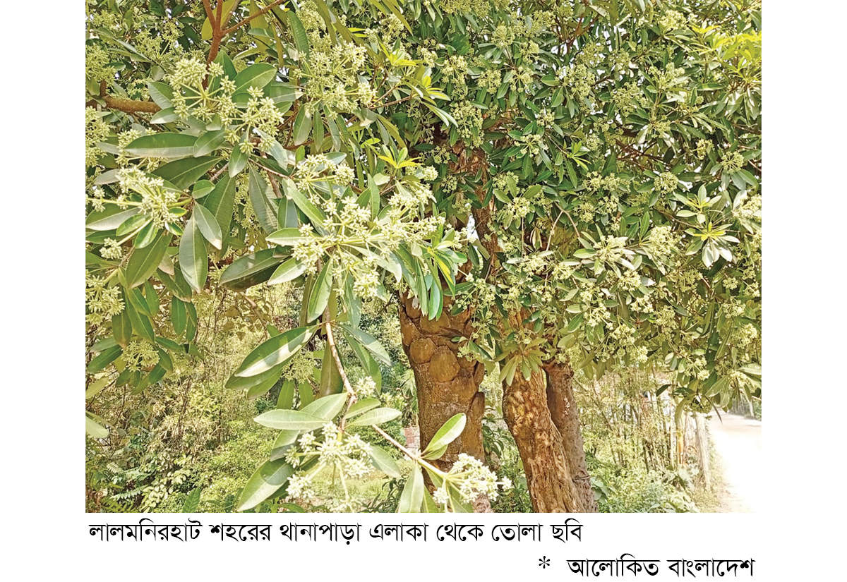 ছাইত্তান ফুলের ঘ্রাণে মুখর লালমনিরহাট ছাইত্তান ফুলের ঘ্রাণে মুখর লালমনিরহাট