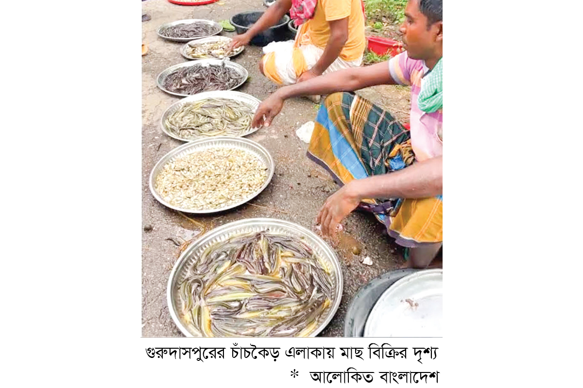 চলনবিলে দেশি মাছের আকাল চলনবিলে দেশি মাছের আকাল