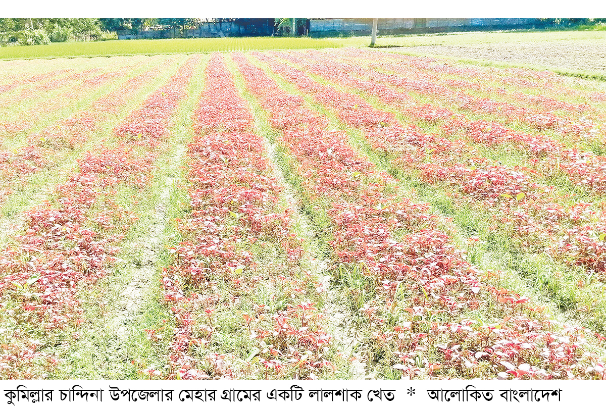 সবজি চাষ করে ঘুরে দাঁড়াচ্ছেন চান্দিনার চাষিরা সবজি চাষ করে ঘুরে দাঁড়াচ্ছেন চান্দিনার চাষিরা