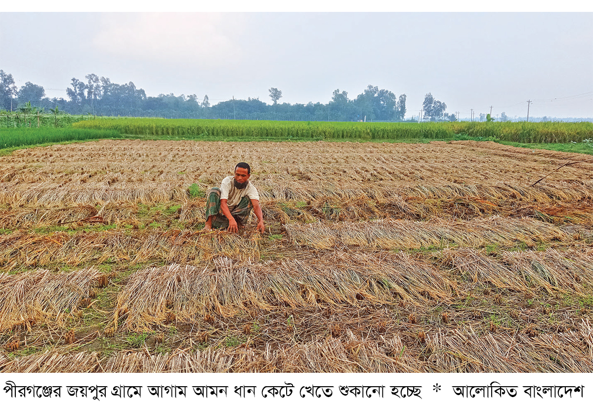 পীরগঞ্জে আগাম আমন ধান কাটা শুরু পীরগঞ্জে আগাম আমন ধান কাটা শুরু