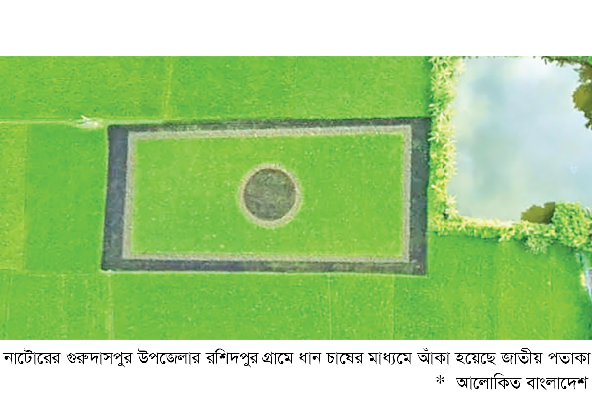 ধান গাছে ফুটে উঠেছে জাতীয় পতাকা ধান গাছে ফুটে উঠেছে জাতীয় পতাকা