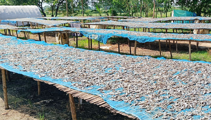 চলনবিলের শুটকি শিল্প পল্লীতে মাছ সংকট, বেকারত্বের উপক্রম চলনবিলের শুটকি শিল্প পল্লীতে মাছ সংকট, বেকারত্বের উপক্রম