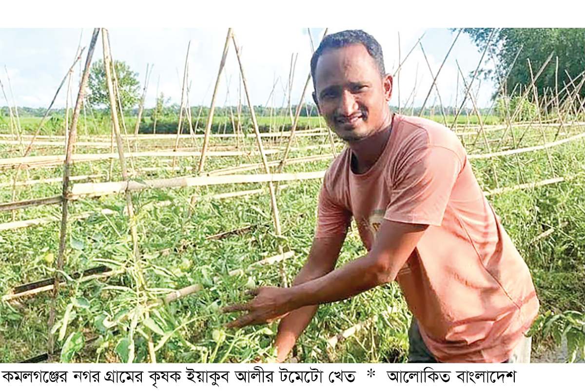 কমলগঞ্জে কীটনাশকমুক্ত টমেটো চাষ কমলগঞ্জে কীটনাশকমুক্ত টমেটো চাষ
