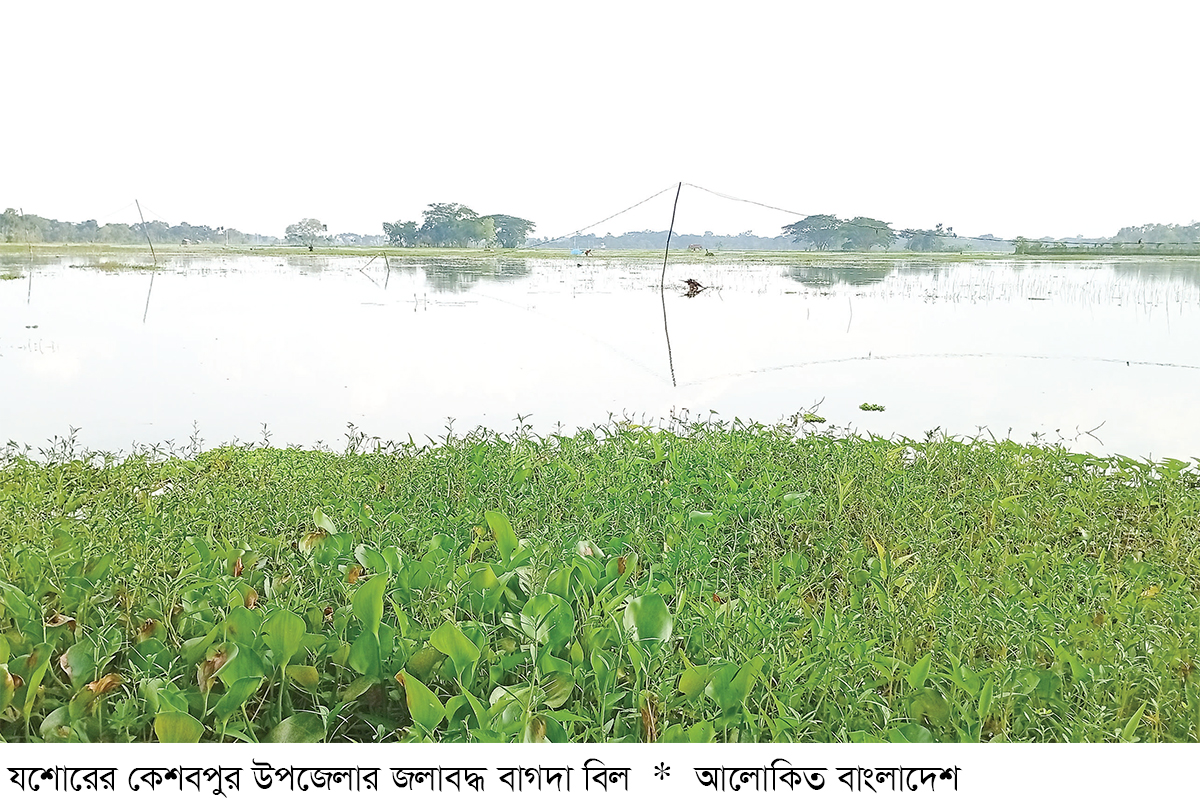 কেশবপুরে জলাবদ্ধতায় ১৯ হাজার বিঘা জমি অনাবাদি কেশবপুরে জলাবদ্ধতায় ১৯ হাজার বিঘা জমি অনাবাদি