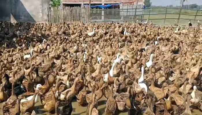 হাঁসের খামার করে মোনাজাত আলীর ভাগ্য বদল হাঁসের খামার করে মোনাজাত আলীর ভাগ্য বদল