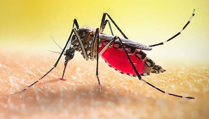 চলতি বছরে ডেঙ্গুতে মৃত্যু ২৪৩, মোট ভর্তি ৫৭ হাজার ৭৭০