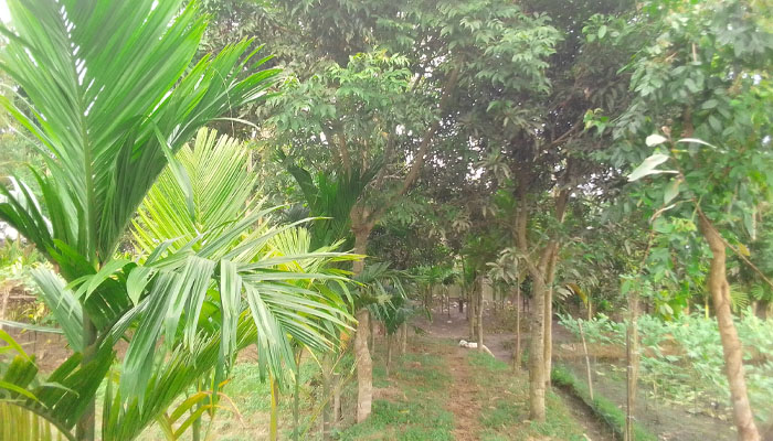 বৃক্ষশূন্যতা ডেকে আনতে পারে পরিবেশ বিপর্যয়; হোন বৃক্ষপ্রেমী