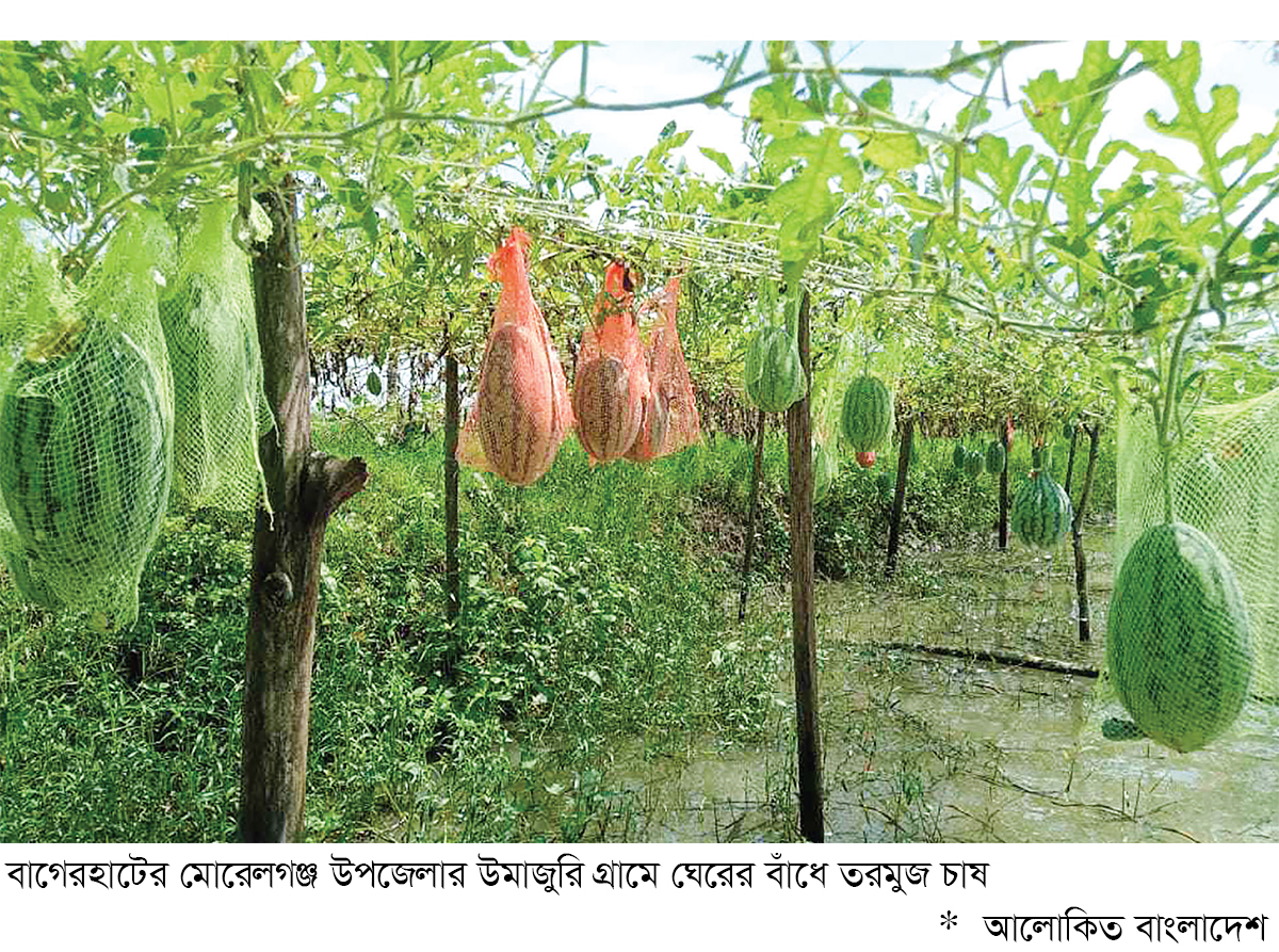 লবণাক্ত জমিতে তরমুজ চাষে সাফল্য লবণাক্ত জমিতে তরমুজ চাষে সাফল্য