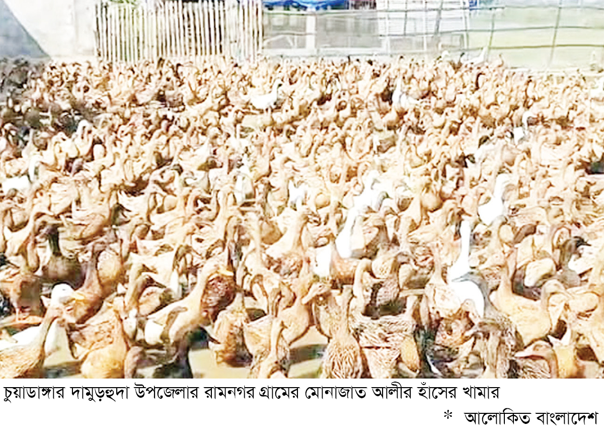 চুয়াডাঙ্গায় হাঁস পালনে ফিরছে সচ্ছলতা চুয়াডাঙ্গায় হাঁস পালনে ফিরছে সচ্ছলতা