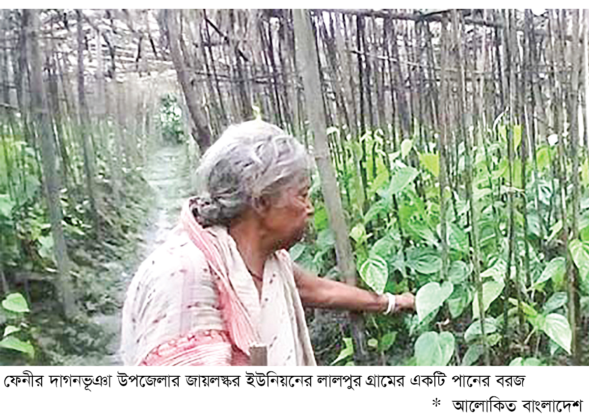 দাগনভূঞায় কমেছে পানের আবাদ দাগনভূঞায় কমেছে পানের আবাদ