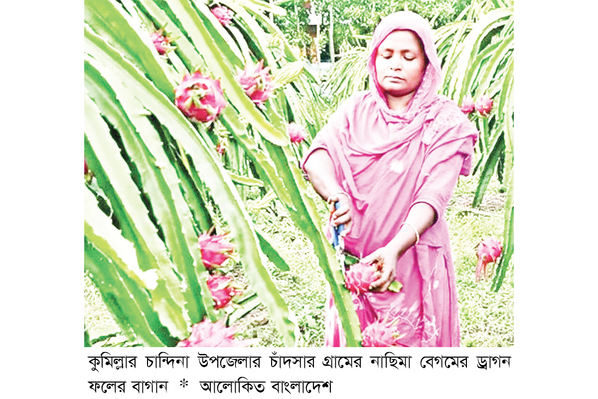 চান্দিনায় ড্রাগন চাষে সাফল্য