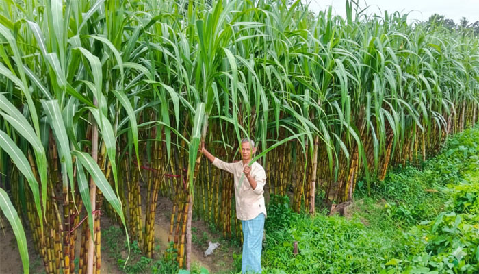 পাহাড়ে আখচাষে নতুন সম্ভাবনার দিগন্ত খুলেছে তঞ্চঙ্গ্যা পাড়া পাহাড়ে আখচাষে নতুন সম্ভাবনার দিগন্ত খুলেছে তঞ্চঙ্গ্যা পাড়া