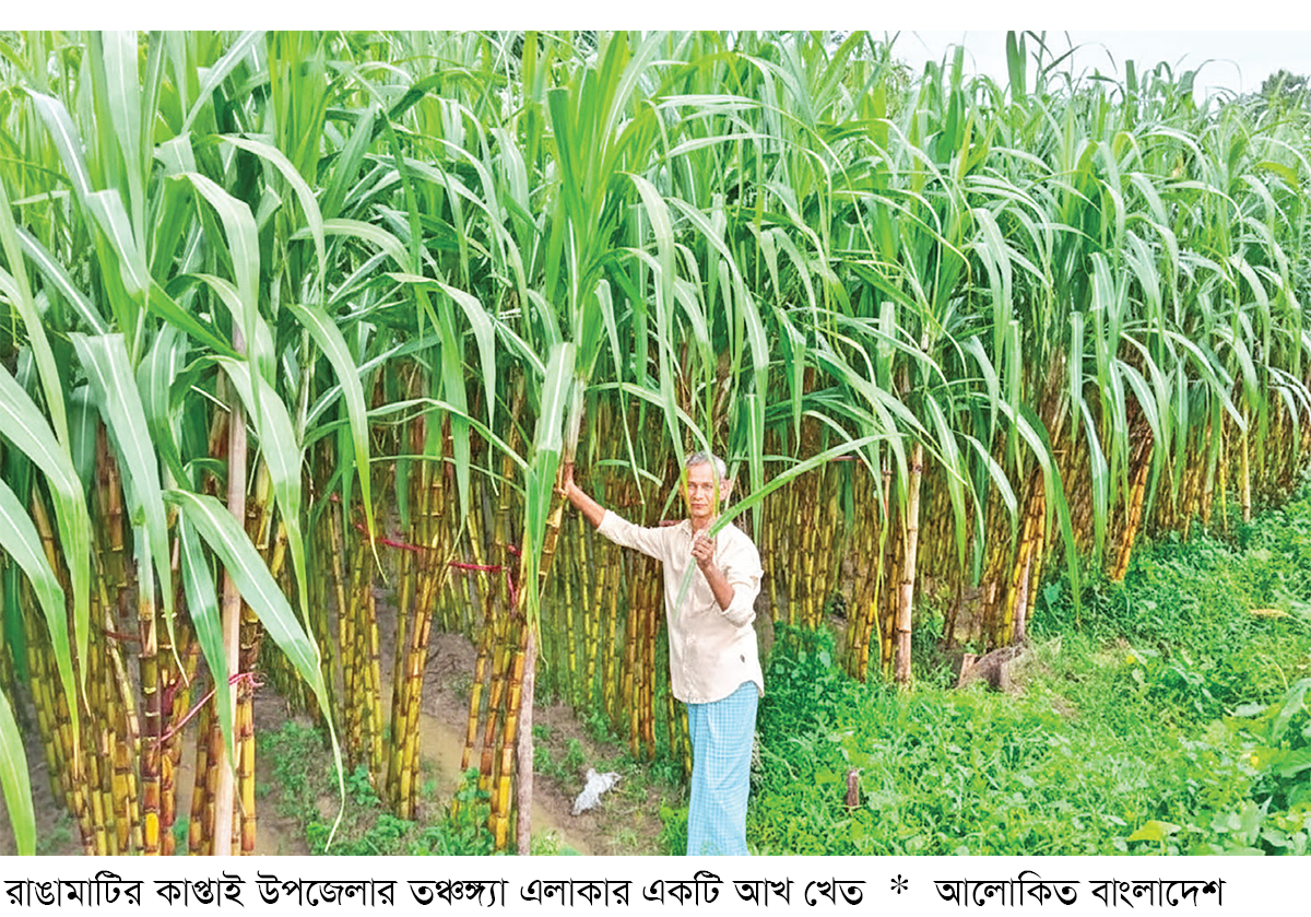 পাহাড়ি অর্থনীতির নতুন সম্ভাবনা আখ