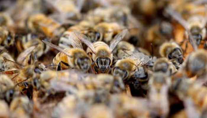 মুন্সীগঞ্জে মৌমাছির হুলে ১০ শিশু আহত মুন্সীগঞ্জে মৌমাছির হুলে ১০ শিশু আহত