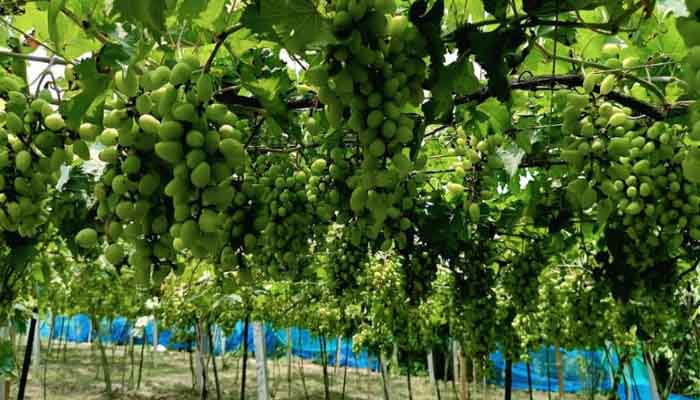 আঙুর চাষে সফলতার স্বপ্ন দেখছেন জীবননগরের ২ ভাই আঙুর চাষে সফলতার স্বপ্ন দেখছেন জীবননগরের ২ ভাই