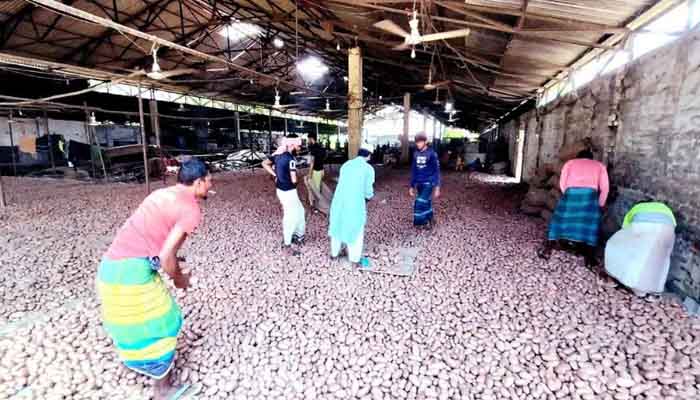 কৃষক, ব্যবসায়ী ও হিমাগার মালিকের গলার কাঁটা আলু কৃষক, ব্যবসায়ী ও হিমাগার মালিকের গলার কাঁটা আলু