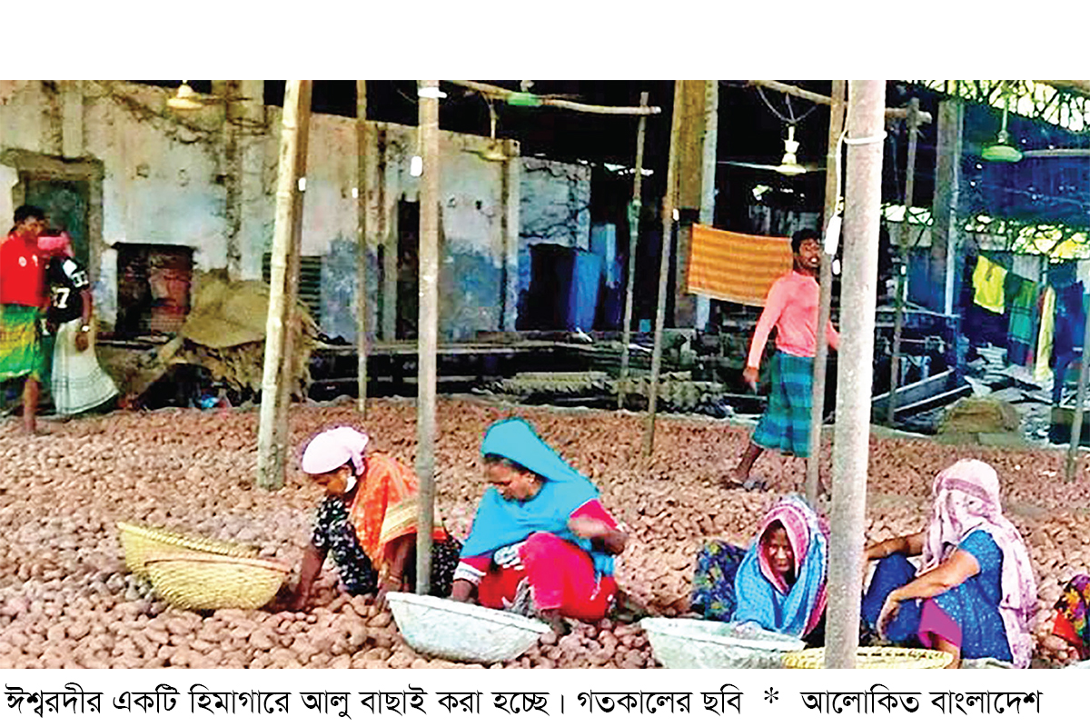 আলুর উৎপাদন খরচই উঠছে না আলুর উৎপাদন খরচই উঠছে না