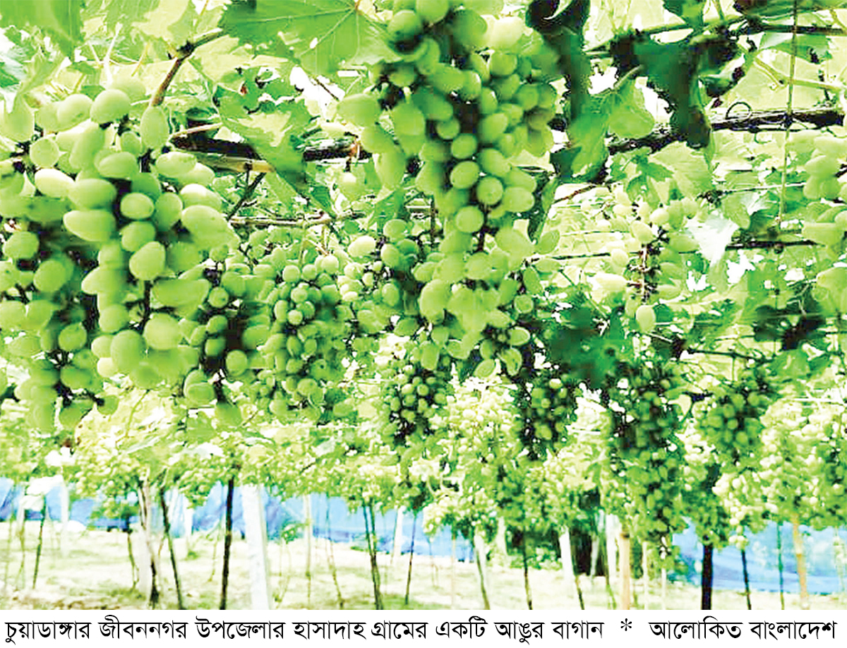 জীবননগরে আঙুর চাষে নতুন সম্ভাবনা জীবননগরে আঙুর চাষে নতুন সম্ভাবনা