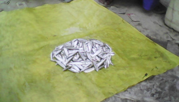 বিলুপ্তির পথে তিস্তা ও ধরলা নদীর সুস্বাদু বৈরালি মাছ