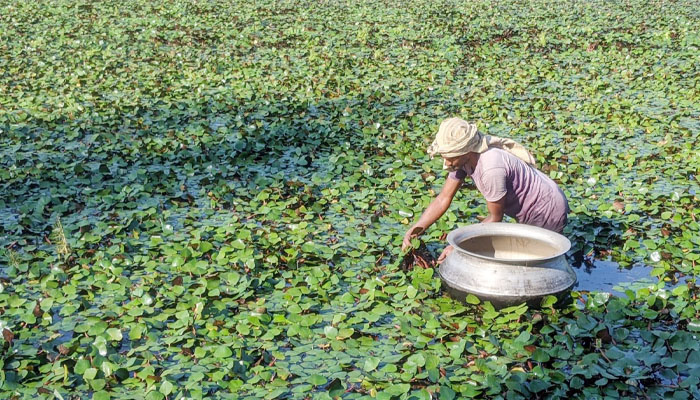বাণিজ্যিকভাবে পানিফল চাষে ঝুঁকছেন নকলার কৃষক