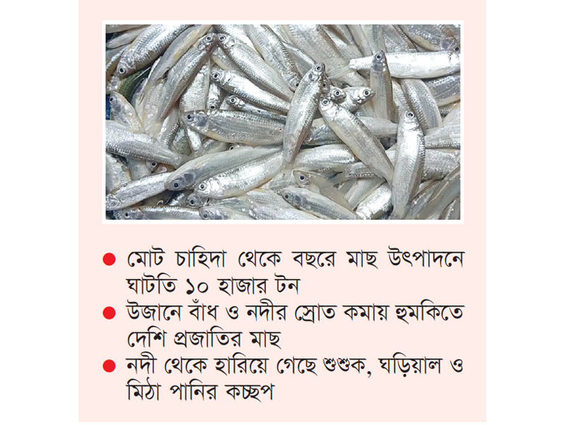 বিলুপ্তির পথে সুস্বাদু বৈরালি মাছ বিলুপ্তির পথে সুস্বাদু বৈরালি মাছ