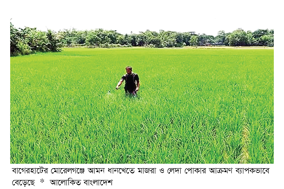 আমন ধানখেতে মাজরা ও লেদা পোকার আক্রমণ আমন ধানখেতে মাজরা ও লেদা পোকার আক্রমণ