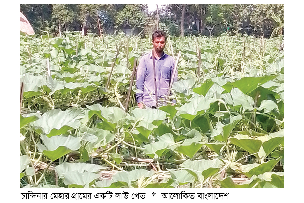 চান্দিনায় লাউয়ের বাম্পার ফলনে খুশি চাষিরা চান্দিনায় লাউয়ের বাম্পার ফলনে খুশি চাষিরা