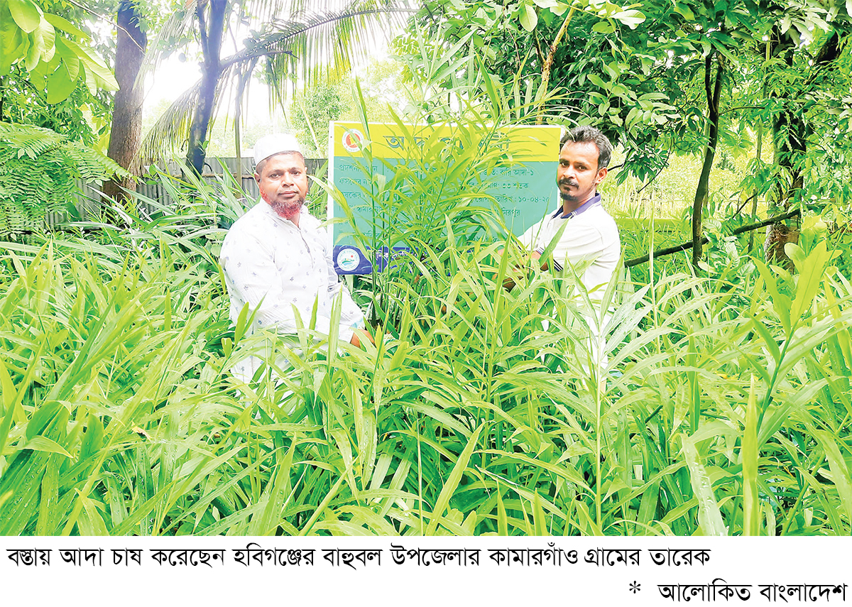 বস্তায় আদা চাষে দিনবদল বস্তায় আদা চাষে দিনবদল