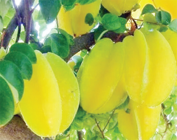 ডায়াবেটিস নিয়ন্ত্রণে কামরাঙা ডায়াবেটিস নিয়ন্ত্রণে কামরাঙা