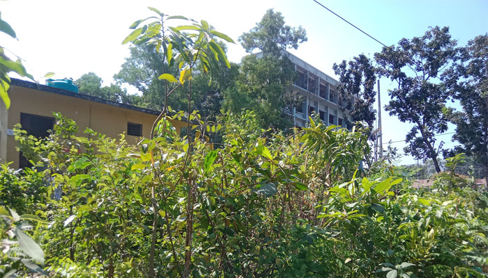 ‘গাছ লাগালে শুধু পরিবেশ নয়, মানুষও বাঁচে’ ‘গাছ লাগালে শুধু পরিবেশ নয়, মানুষও বাঁচে’