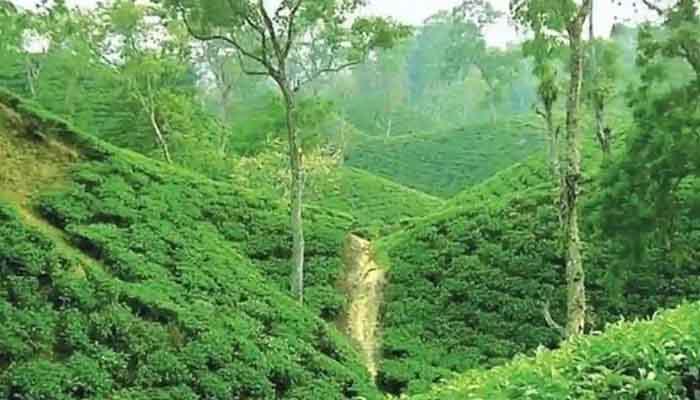 চলতি বছর চায়ের লক্ষ্যমাত্রা অর্জনে আশা চলতি বছর চায়ের লক্ষ্যমাত্রা অর্জনে আশা