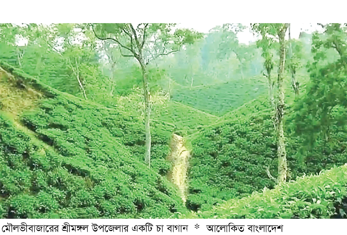 এবার চায়ের লক্ষ্যমাত্রা অর্জনের সম্ভাবনা এবার চায়ের লক্ষ্যমাত্রা অর্জনের সম্ভাবনা